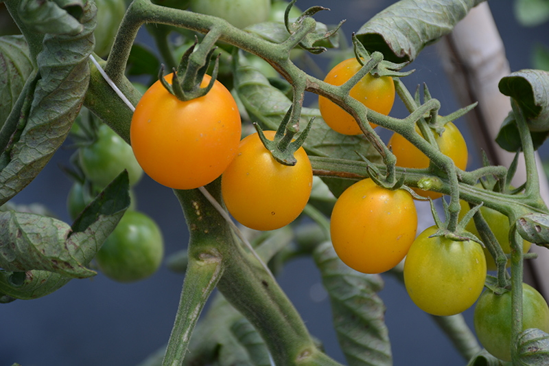 SunSugar Tomato (Solanum lycopersicum 'SunSugar') at Superior Garden Center