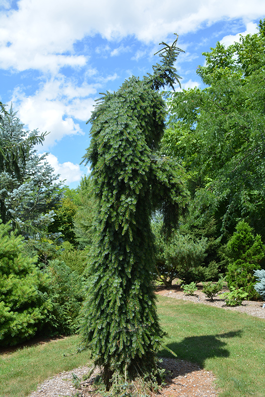 Bruns Weeping Spruce (Picea omorika 'Pendula Bruns') at Superior Garden Center