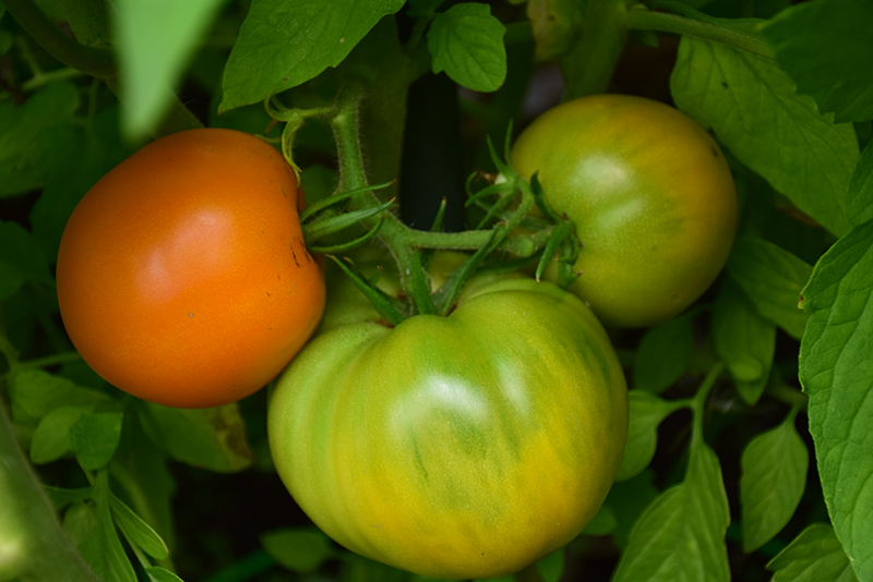 Jubilee Tomato (Solanum lycopersicum 'Jubilee') at Superior Garden Center