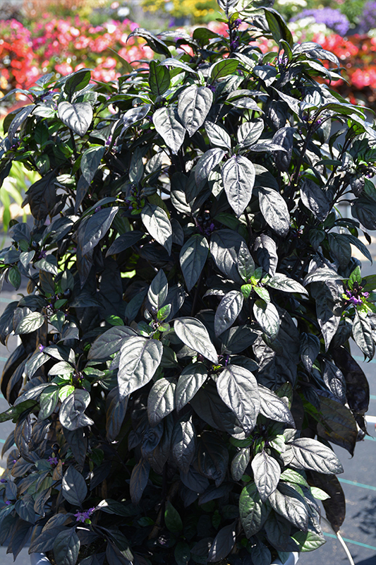 Black Pearl Ornamental Pepper (Capsicum annuum 'Black Pearl') at Superior Garden Center