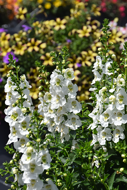 Archangel White Angelonia (Angelonia angustifolia 'Balarcwite') at Superior Garden Center