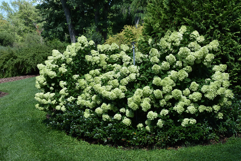 Little Lime Hydrangea (Hydrangea paniculata 'Jane') at Superior Garden Center