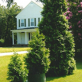 Plant Photo 8