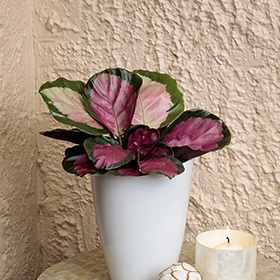 Plant Photo 1