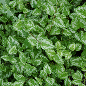 Plant Photo 4