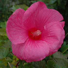 Plant Photo 3