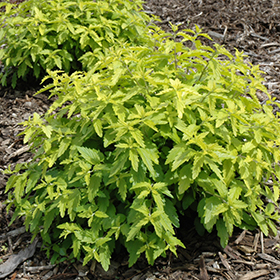 Plant Photo 3