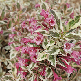 Plant Photo 1