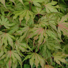 Plant Photo 2