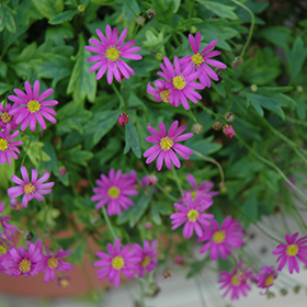 Plant Photo 10