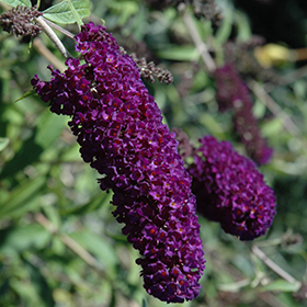 Plant Photo 3