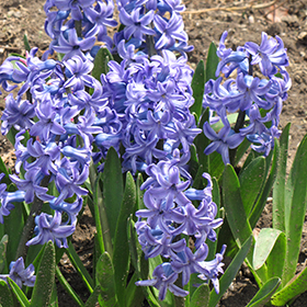 Plant Photo 8