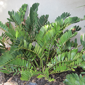 Plant Photo 3