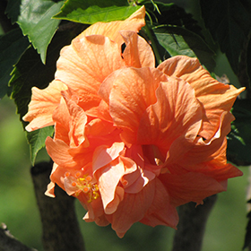 Plant Photo 1