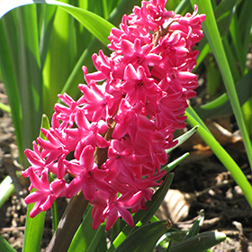 Plant Photo 9