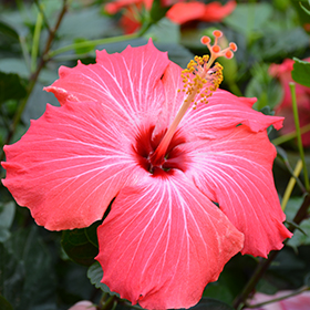 Plant Photo 5