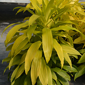 Plant Photo 10