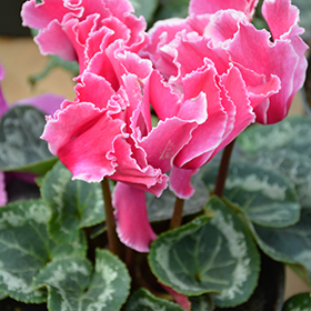 Plant Photo 7