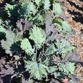 Plant Photo 3