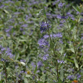 Plant Photo 3