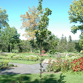 Plant Photo 6