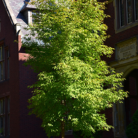 Plant Photo 9