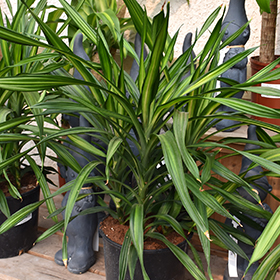 Plant Photo 9