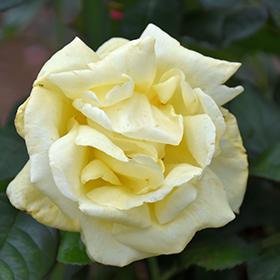 Plant Photo 7