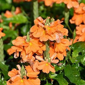 Plant Photo 5