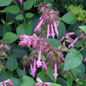 Plant Photo 5