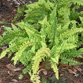 Plant Photo 9