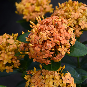 Plant Photo 6