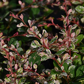Plant Photo 2