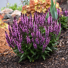 Plant Photo 4