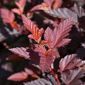 Plant Photo 2