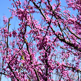 Plant Photo 10
