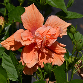 Plant Photo 2