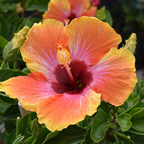 Plant Photo 3