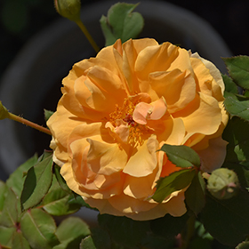 Plant Photo 8