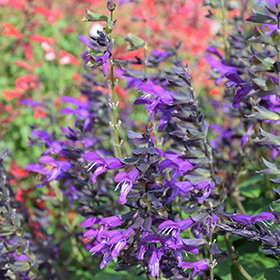 Plant Photo 8