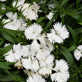Plant Photo 8