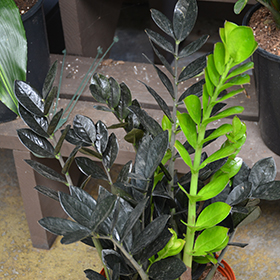 Plant Photo 4