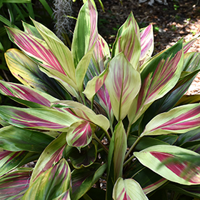 Plant Photo 4