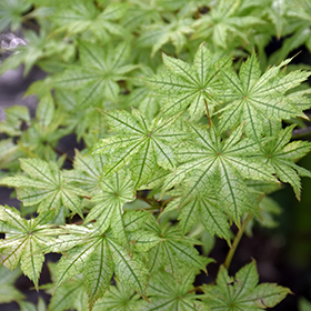 Plant Photo 4