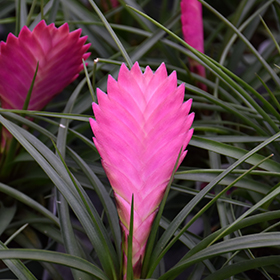 Plant Photo 1