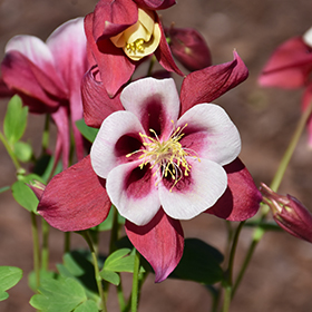 Plant Photo 1