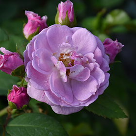 Plant Photo 9