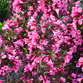 Plant Photo 2