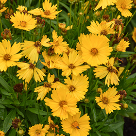Plant Photo 9